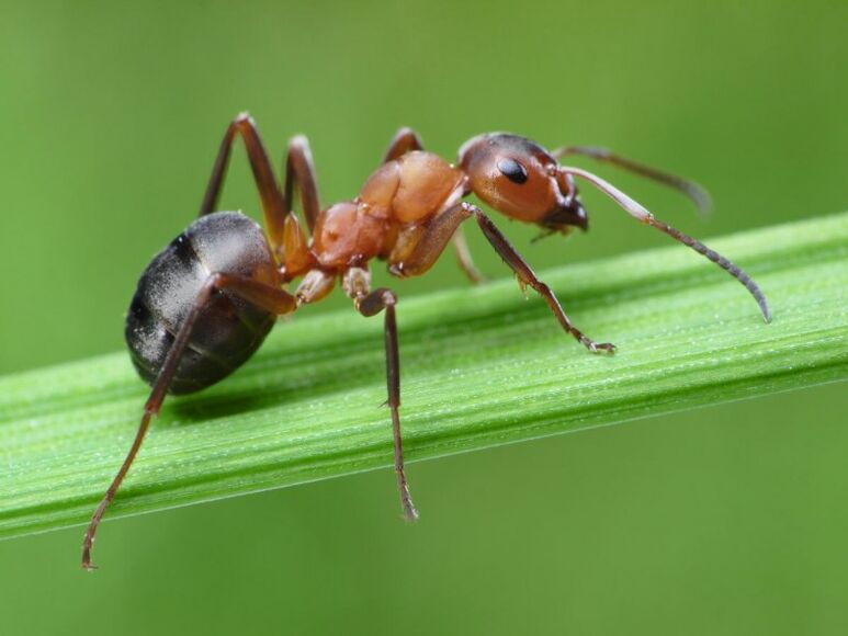 ants and treatment of prostatitis